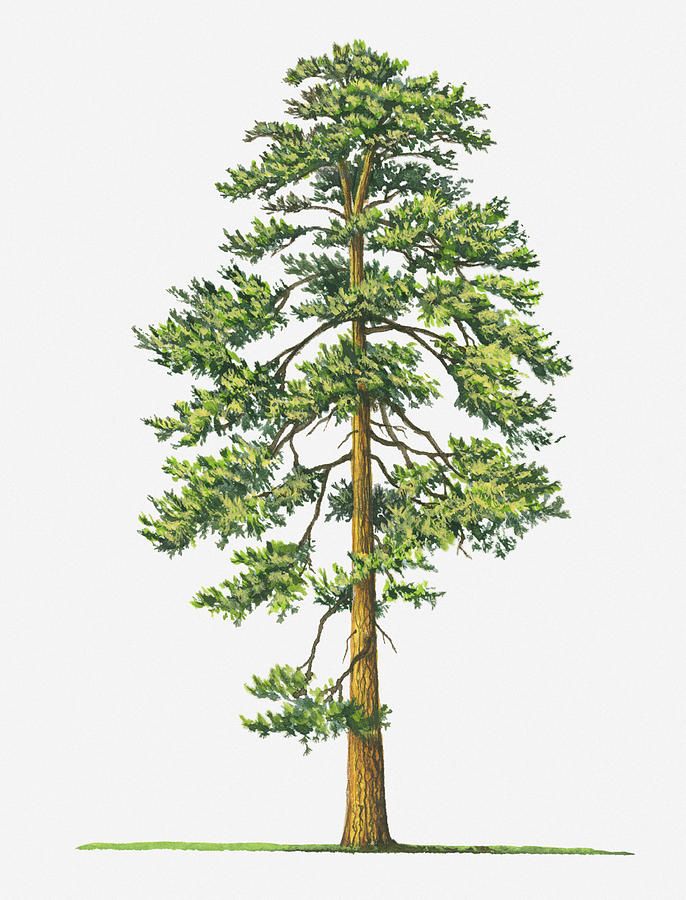 Illustration Of Evergreen Pinus Ponderosa (ponderosa Pine.
