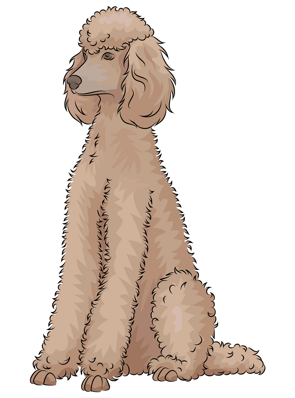 poodle images clipart 10 free Cliparts | Download images on Clipground 2021