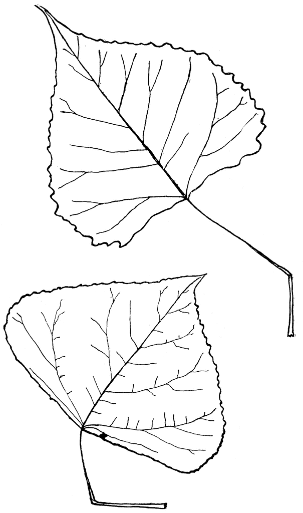 Genus Populus, L. (Aspen, Poplar).