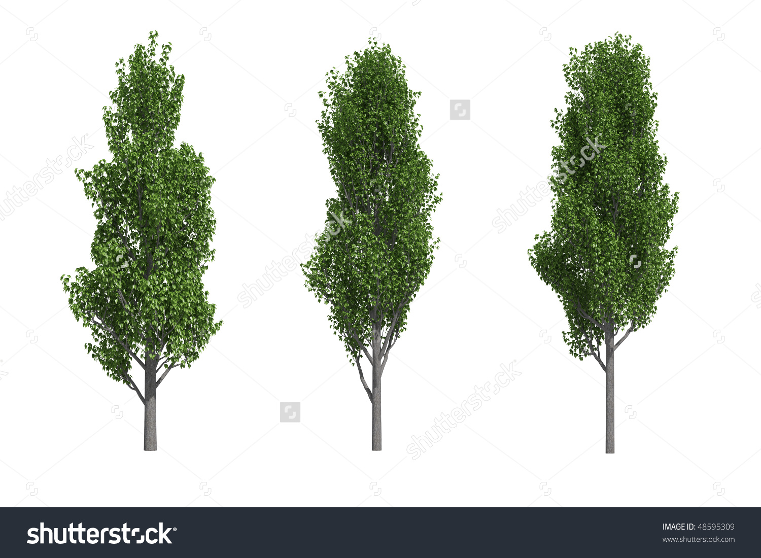 Poplar Trees Isolated On White Background Stock Illustration.