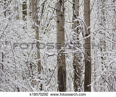 Clip Art of Winter Poplar k18570292.