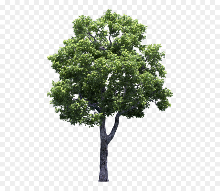 poplar tree png 10 free Cliparts | Download images on Clipground 2024