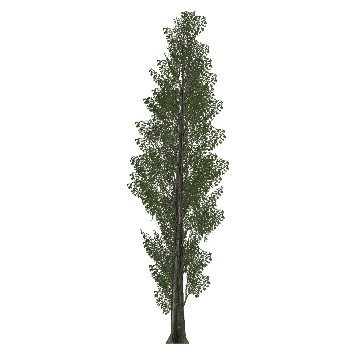 Poplar tree png » PNG Image.