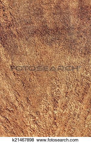 Pictures of Poplar Wood Cross Section Texture k21467898.