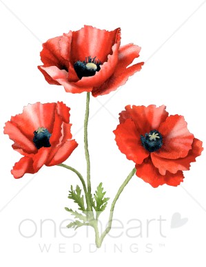 Poppy Clipart.