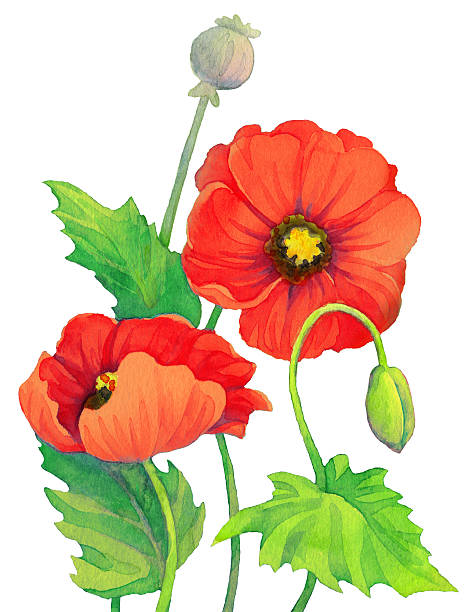Poppy Capsule Clip Art, Vector Images & Illustrations.