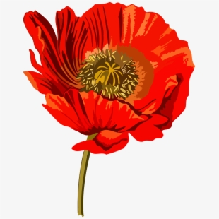 Free Poppy Clipart Images.