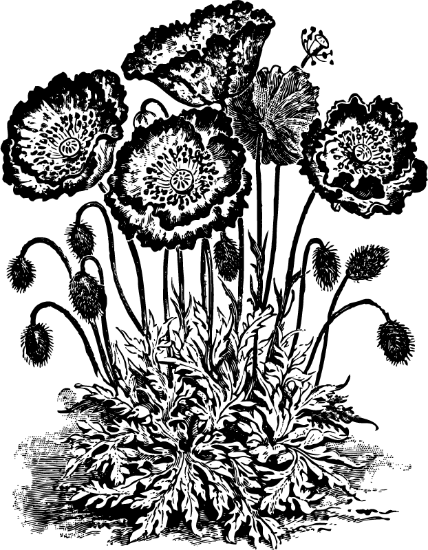 Vintage Poppy Flower Black and White Clip Art.