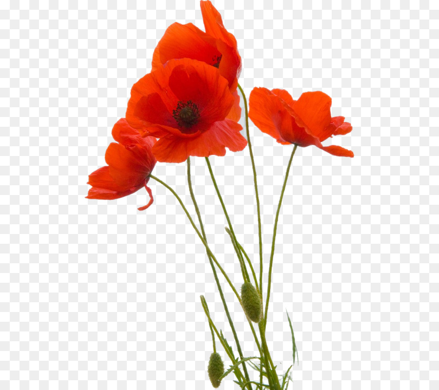 poppy png 10 free Cliparts | Download images on Clipground 2021