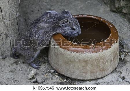Stock Images of Cavia porcellus k10357546.