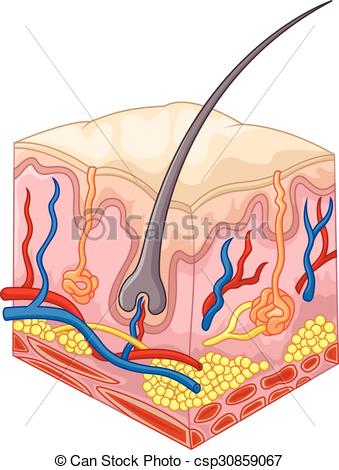 Clip Art Vector of The layers of skin and pores.