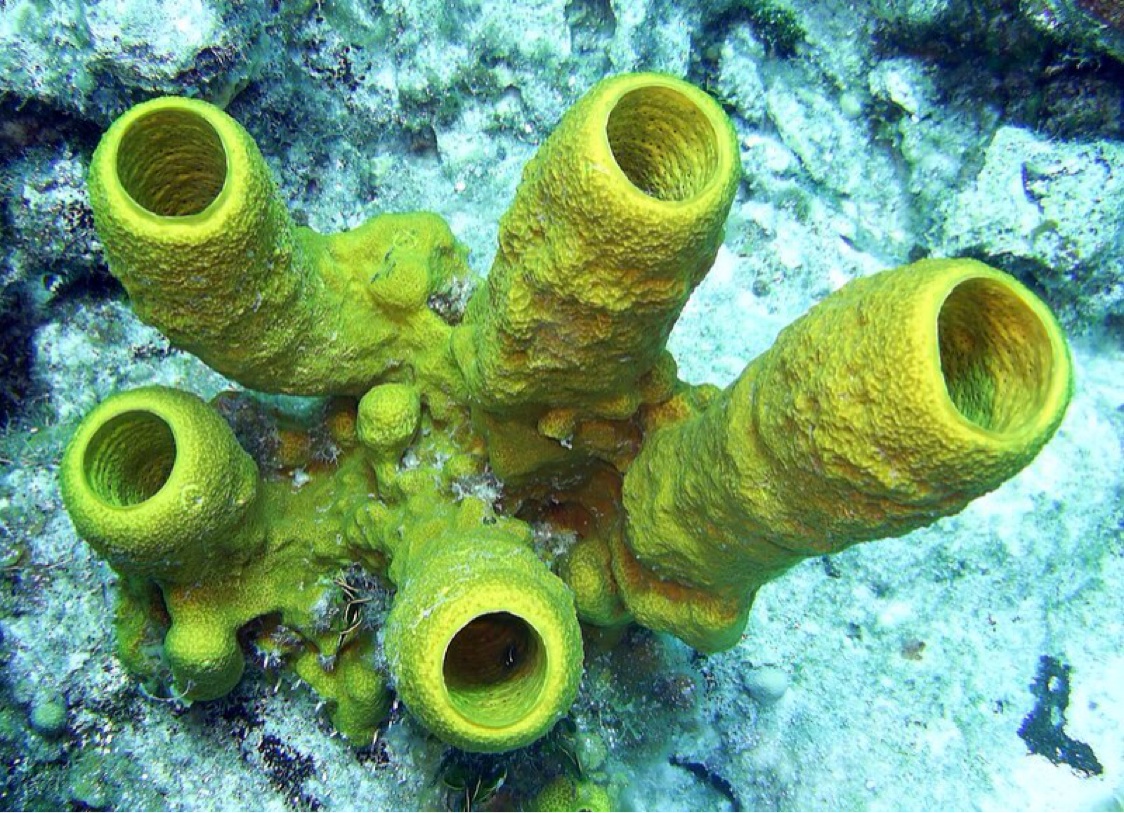 Губки животные. Porifera Spongia. Губки Porifera. Трубчатые кораллы. Известковые губки.