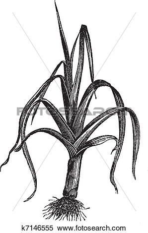 Clipart of Leek or Allium ampeloprasum porrum, vintage engraving.