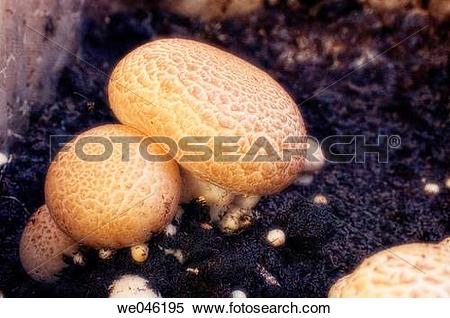 Stock Image of Portabella mushrooms. Agaricus bisporus, portabella.