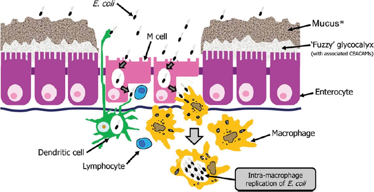 М клетки. M Cells. M Cells with Peyer Patches. Mucus Cell. Coli Cell.