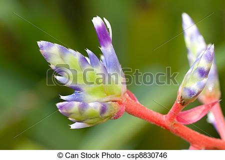 Stock Image of bromeliad flower.