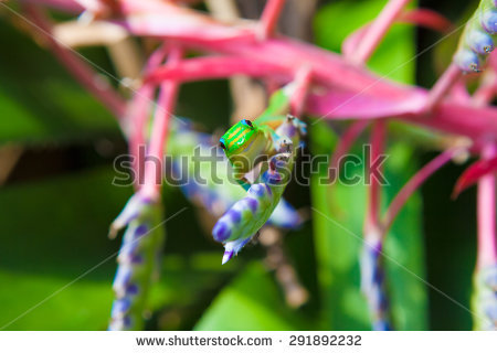 Portea Stock Photos, Royalty.