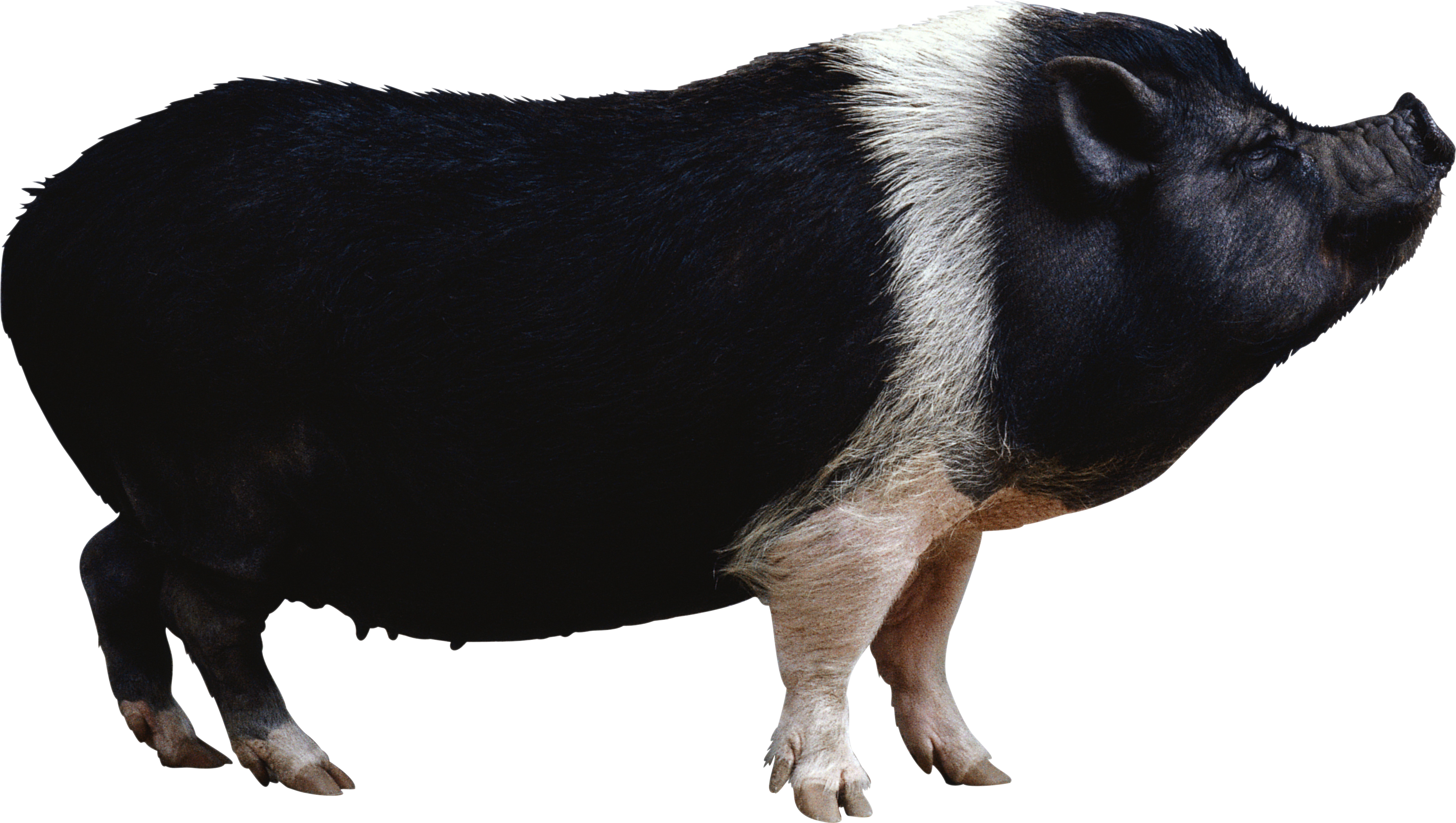 Black Pig Clipart.