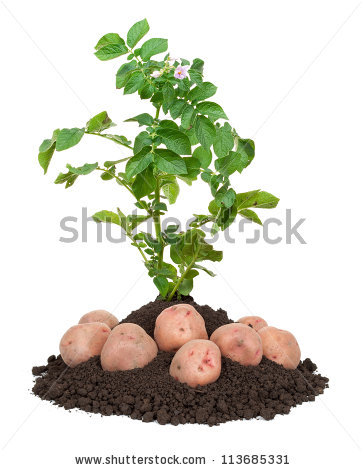 Potato Plant Stock Photos, Royalty.