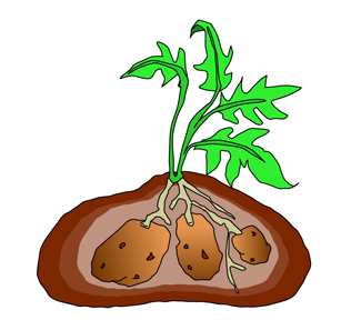 Potato Plant Clip Art Images & Pictures Becuo.