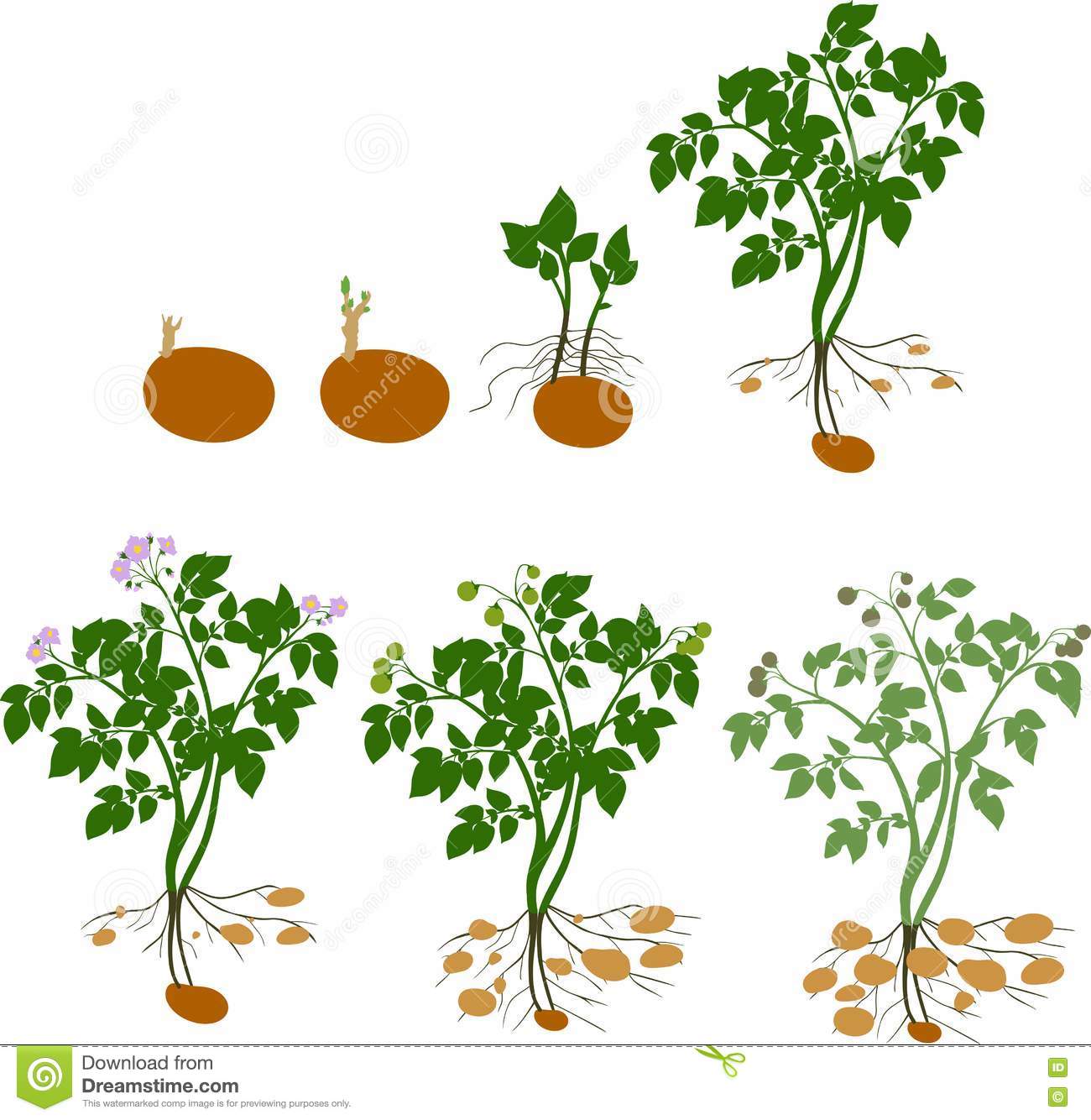 Potato tree clipart 20 free Cliparts | Download images on Clipground 2022