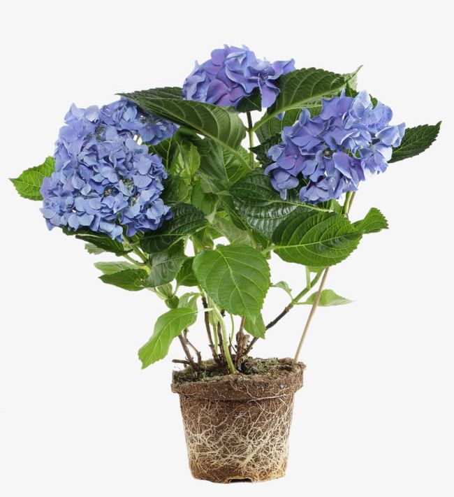 Potted Purple Flowers PNG, Clipart, Flowers, Flowers Clipart.