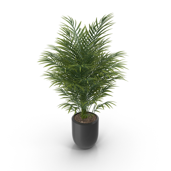 Potted Plant PNG Images & PSDs for Download.