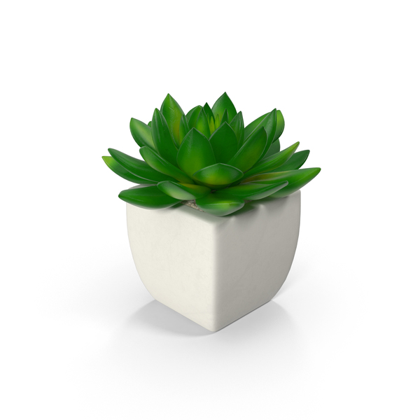 Potted Succulent Plant PNG Images & PSDs for Download.