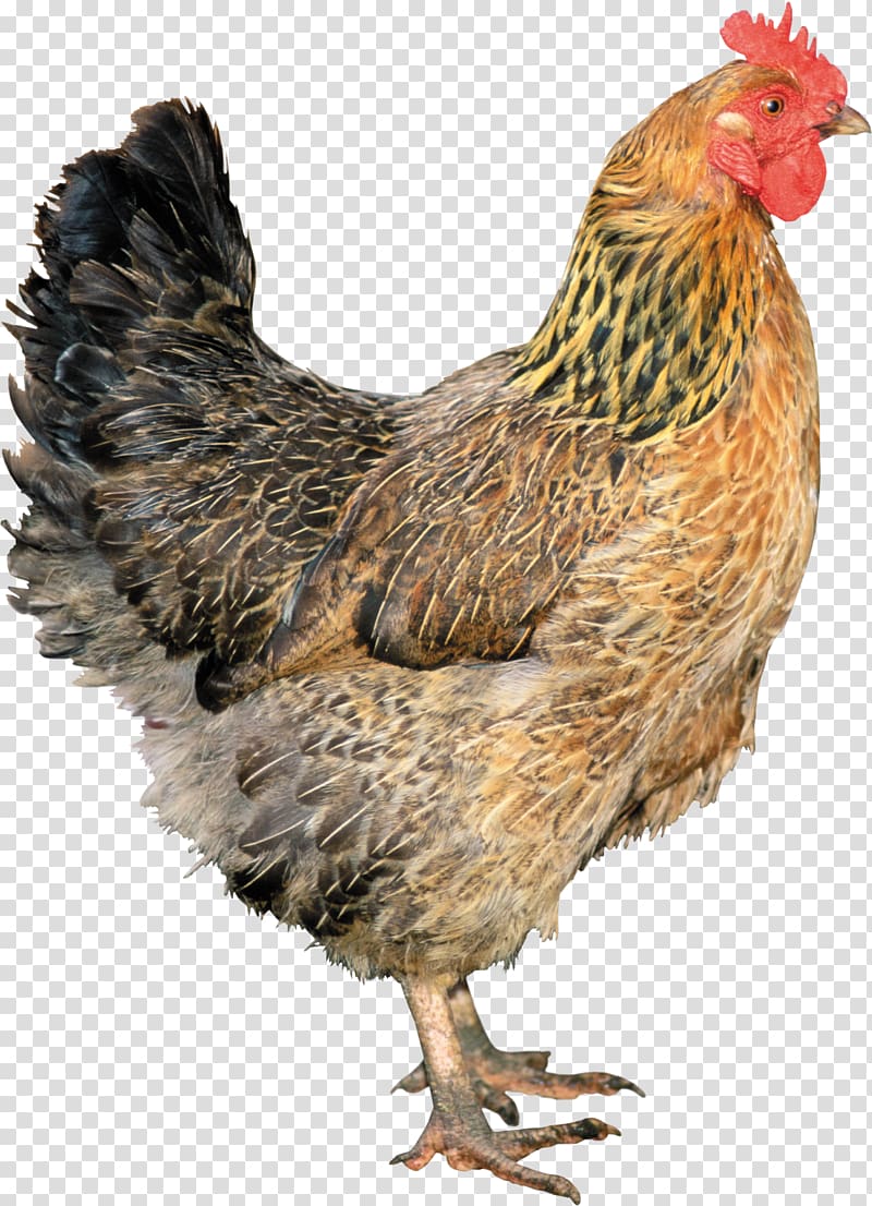 Solid white Rooster, Chicken transparent background PNG.