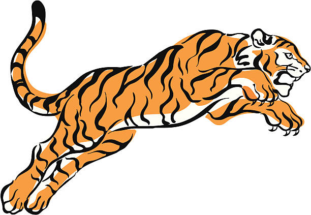 Tiger Pounce Clip Art, Vector Images & Illustrations.