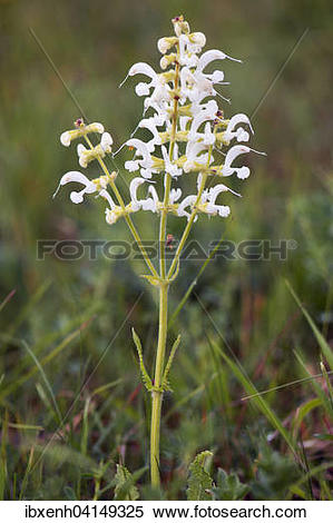 Stock Image of White Meadow Sage (Salvia pratensis), rare color.
