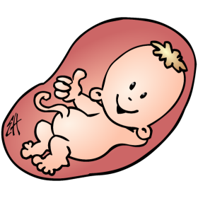 Baby Belly PNG Transparent Baby Belly.PNG Images..