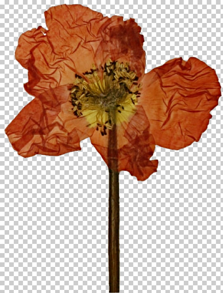 Pressed flower craft Poppy Cut flowers Petal, lotus flower.
