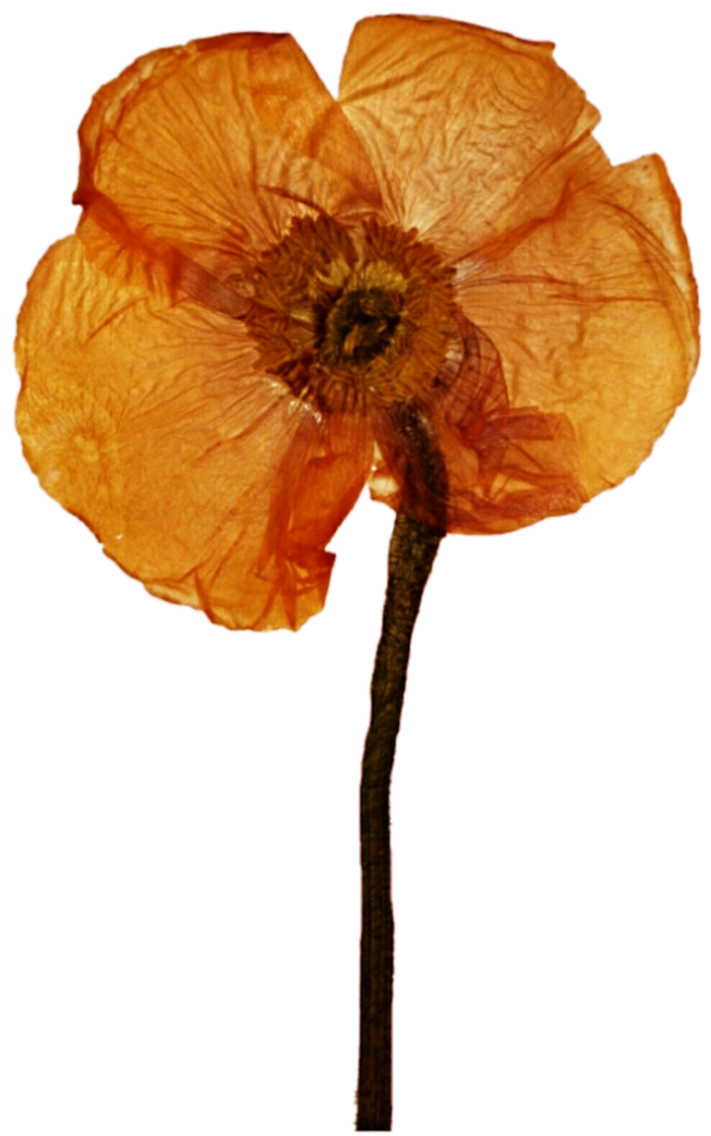 pressed flower png 10 free Cliparts | Download images on Clipground 2022