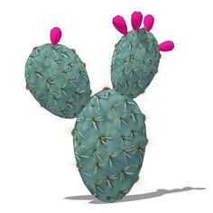 Prickly pear clipart.