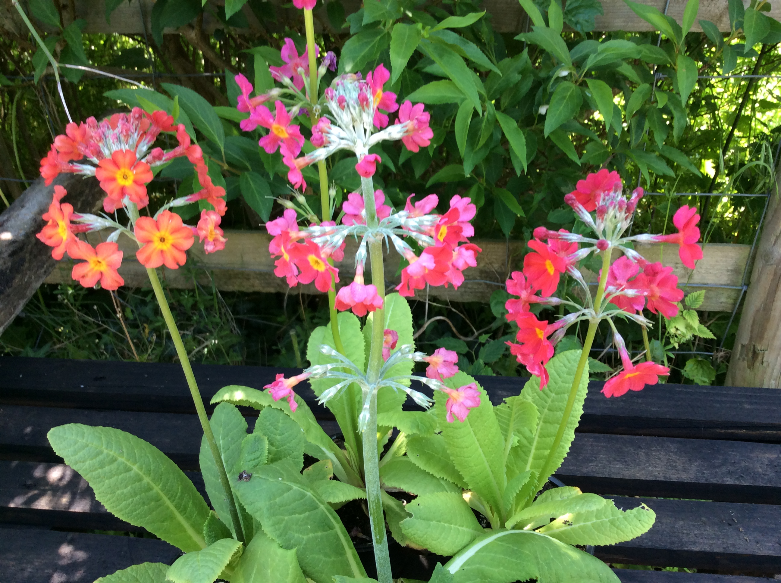 Primula Burmanica*.