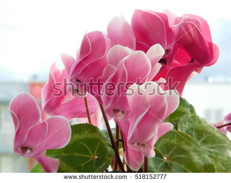 Primulaceae Stock Images, Royalty.