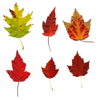 Fall Leaves clip art or printable.