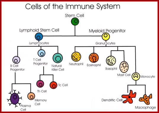 Immune System Cells Clipart.