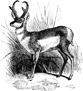 Pronghorn.