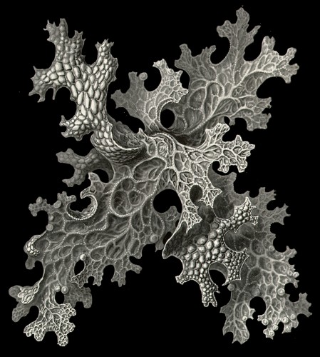Prosobranchia from Ernst Haeckel's Artforms of Nature, 1904.