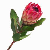 Stock Photograph of Close up of a king protea x10455079.