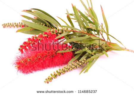 Australian Flowers Stock Images, Royalty.
