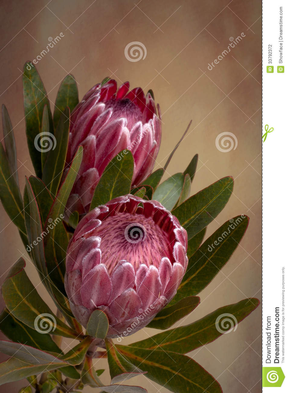 Pink Protea Proteaceae Flower Stock Photography.