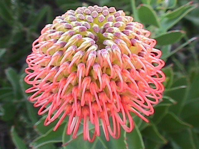 1000+ images about Proteaceae and relatives on Pinterest.