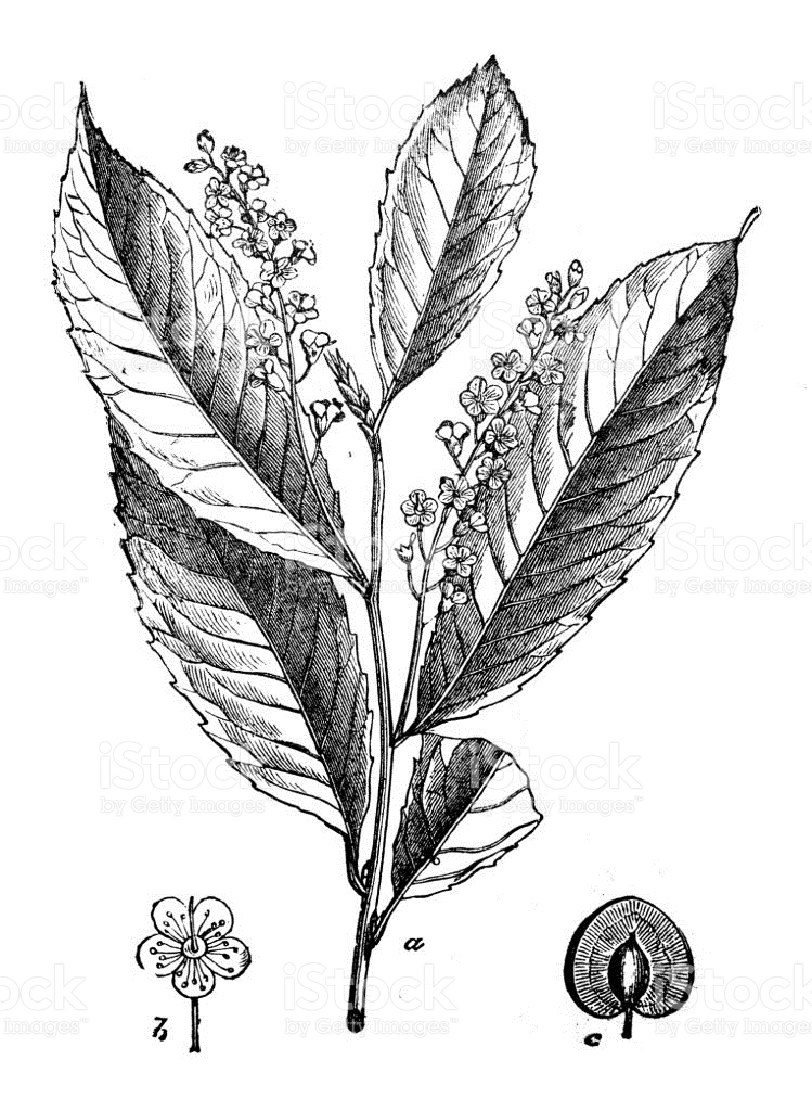 Botany Plants Antique Engraving Illustration Prunus Laurocerasus.