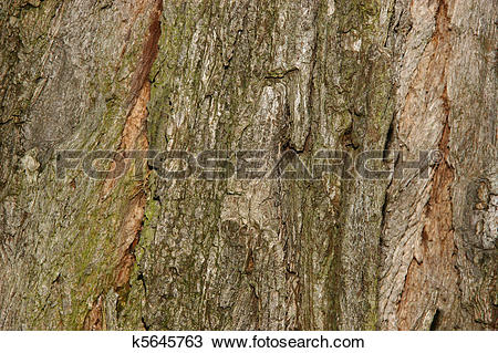 Stock Photo of Black locust bark (Robinia pseudoacacia) k5645763.