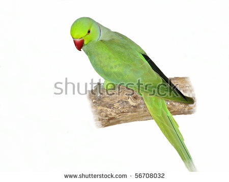 Psittaculinae Stock Photos, Images, & Pictures.
