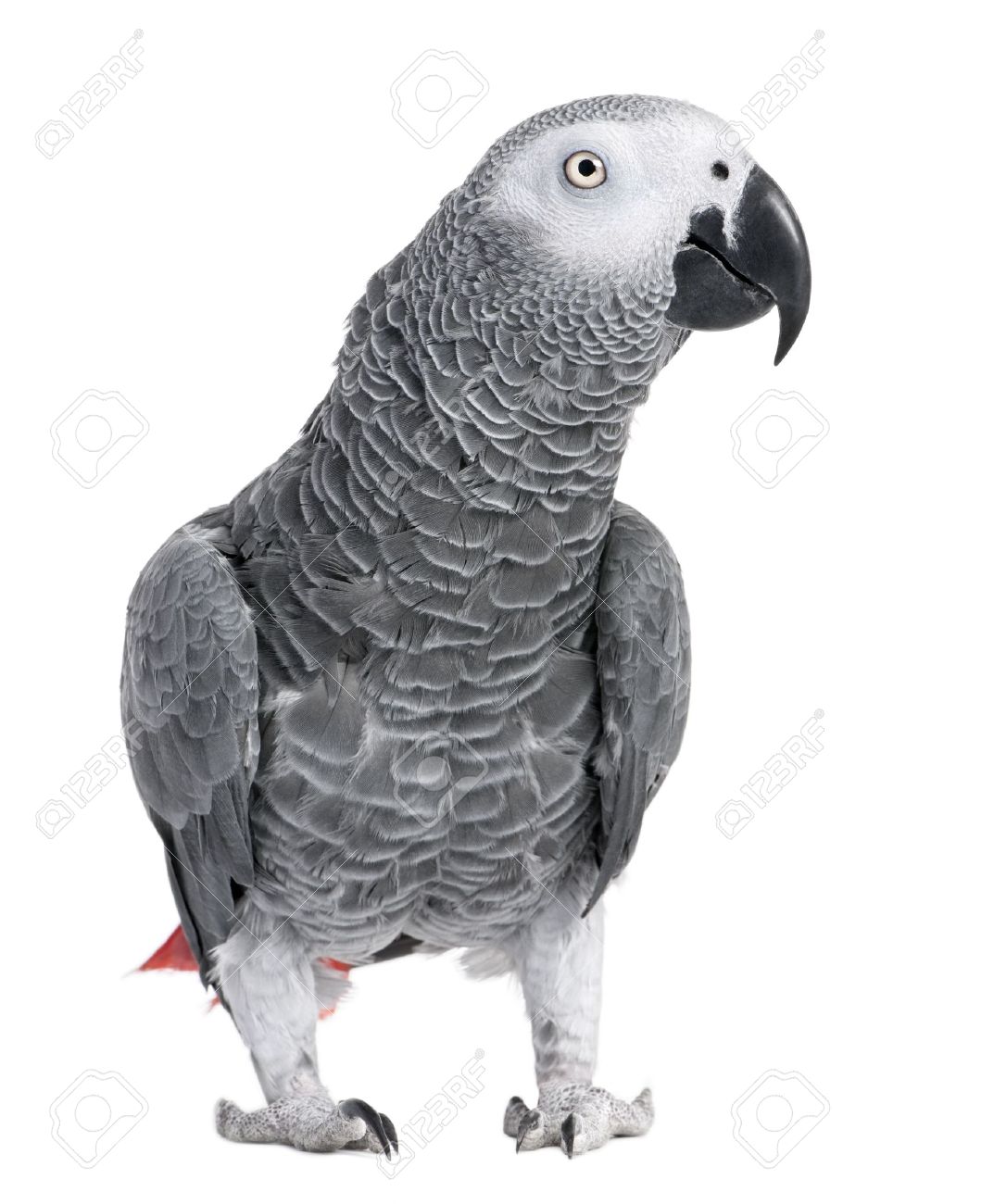 African Grey Parrot Clipart (56+).