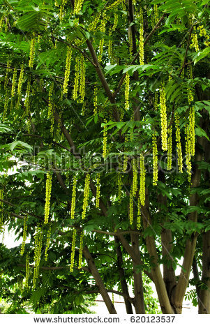 Juglandaceae Stock Images, Royalty.